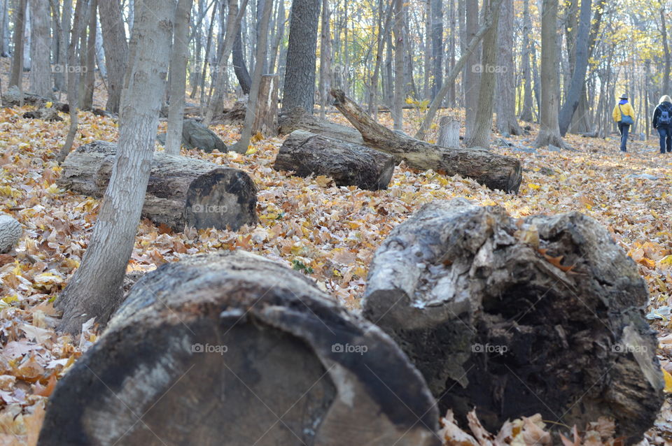 Logs from sawed down trees on a forest hike path with incidental people walking in the background 