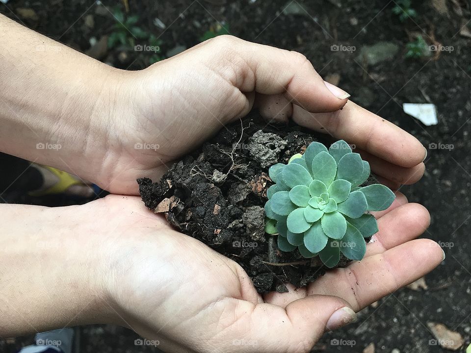 Nice plant on my hand