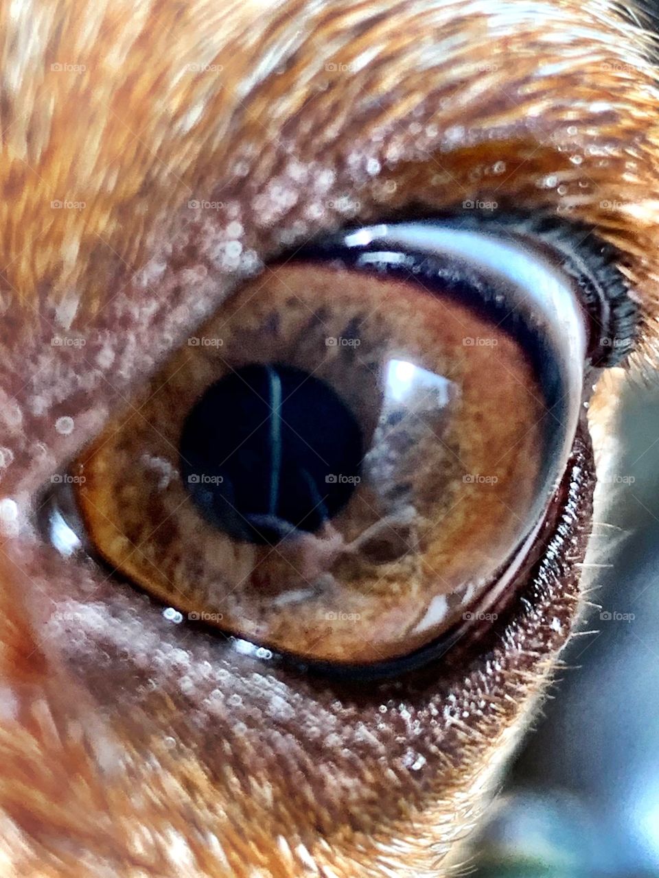reflections in my dog’s brown eye