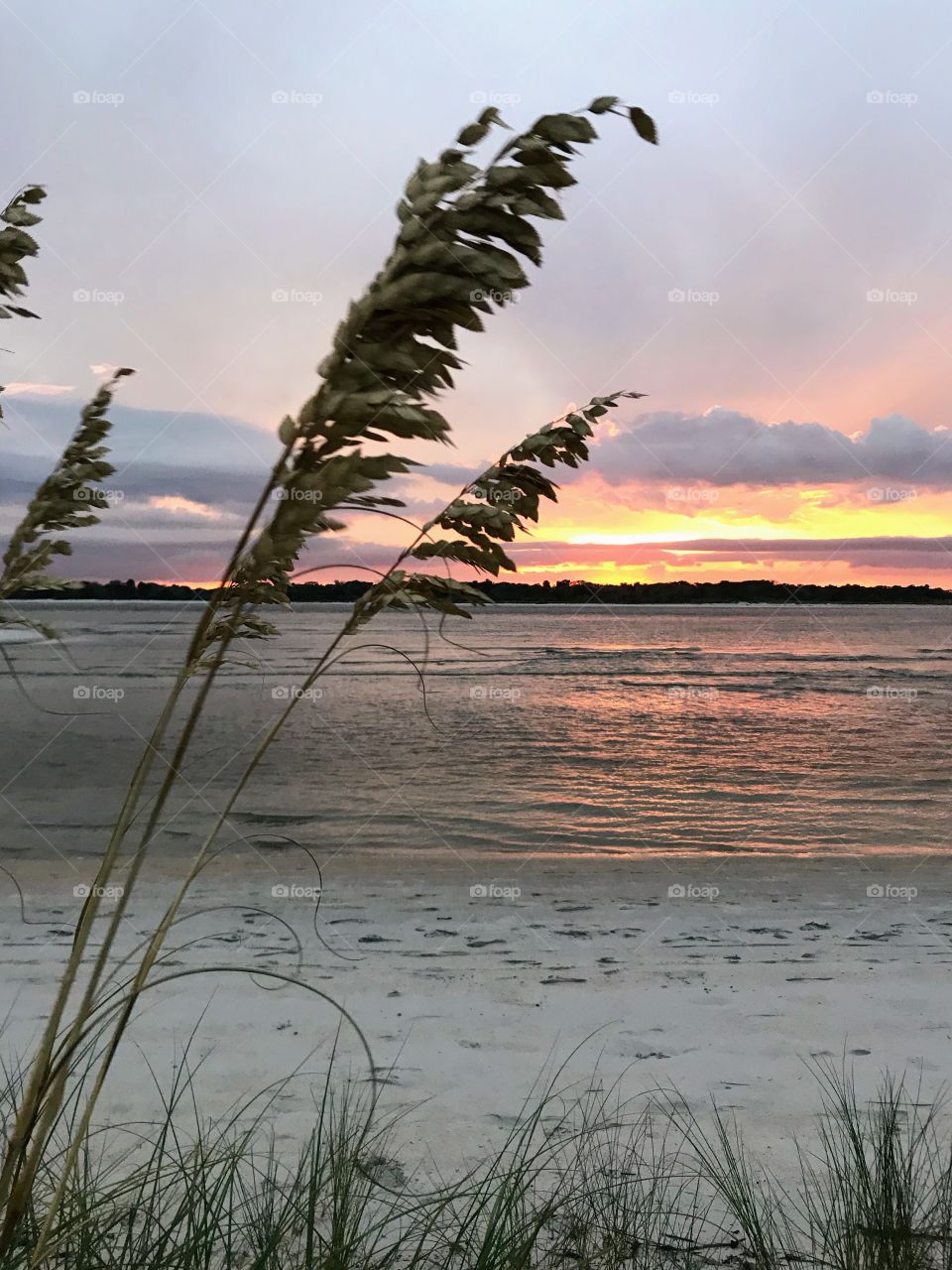 Sea oats in the evening breeze
