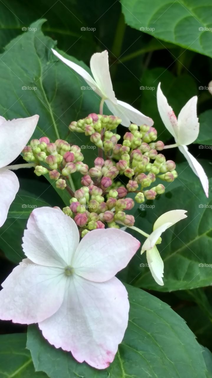 Nature, Flower, Flora, Leaf, Blooming