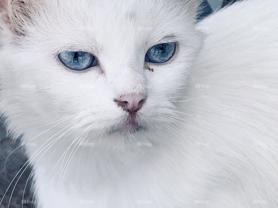 Beautiful white cat with blue eyes looking at camera 