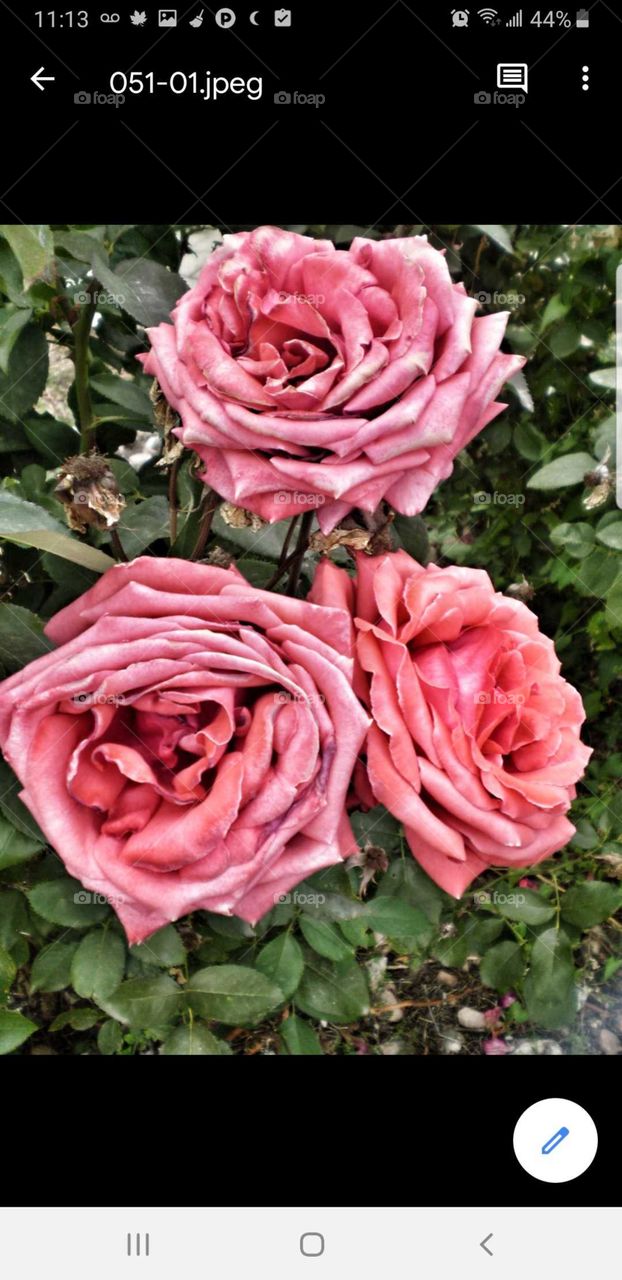 Pink roses in bloom