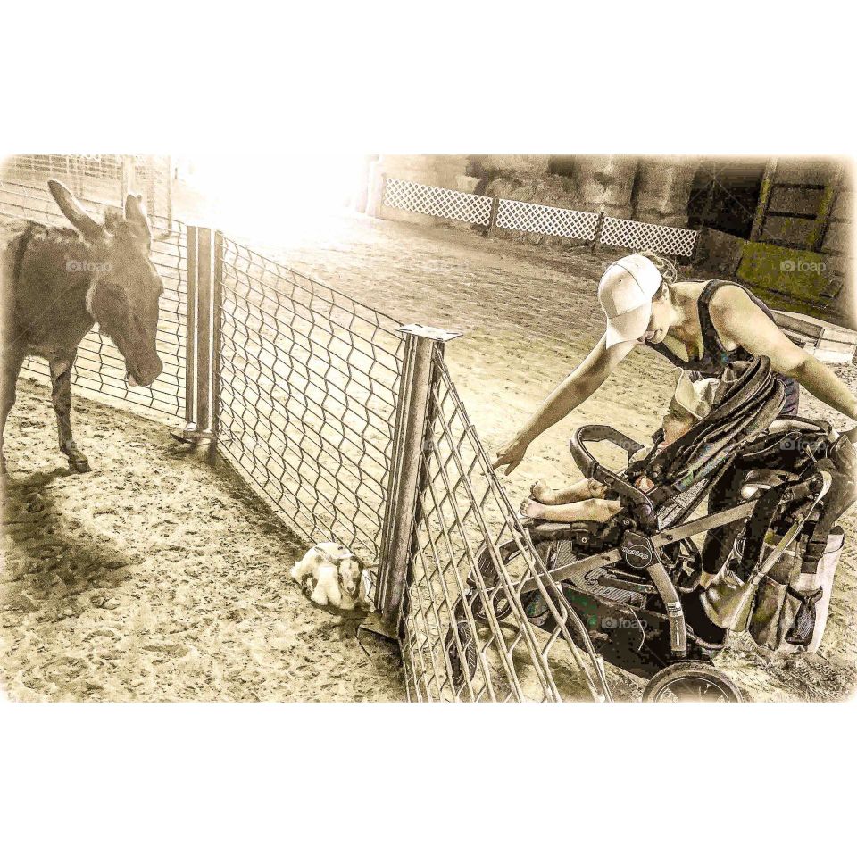 Petting zoo 
