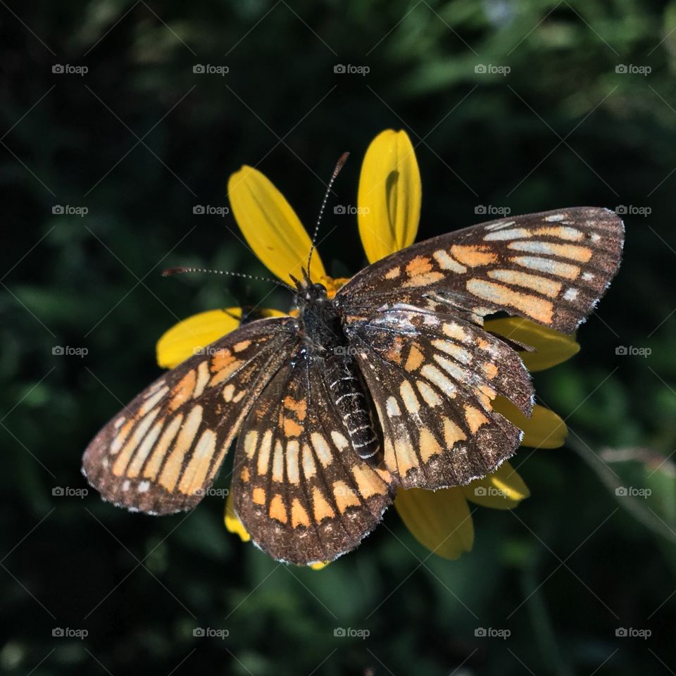 A closeup of a butterfly resembling a monarch, perched on a yellow wildflower. Her colors are black, yellow, orange, and beige. 