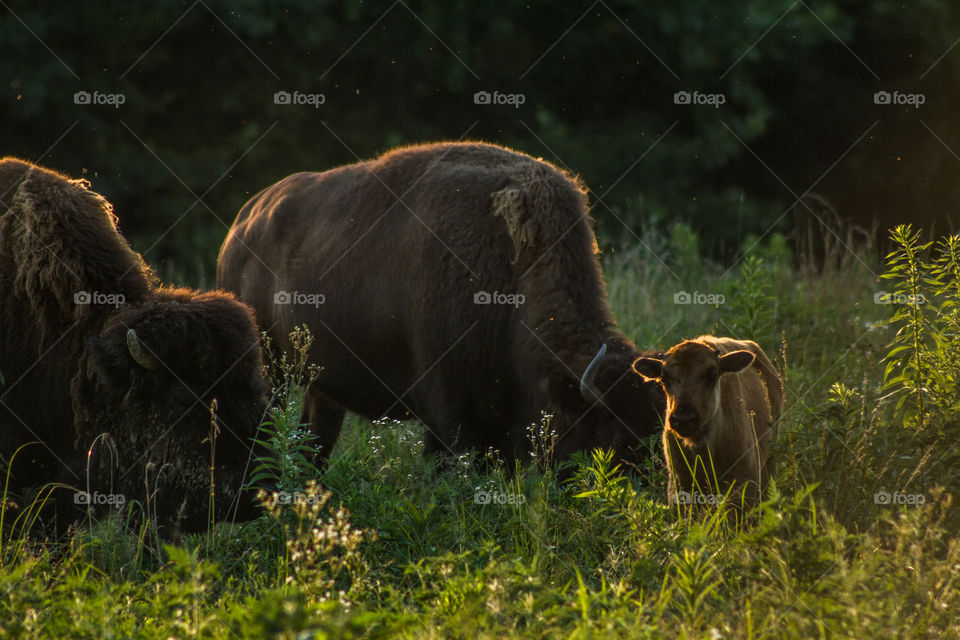Amazing Bisons under a gorgeous sunset in Bone Lick Kentucky state park!