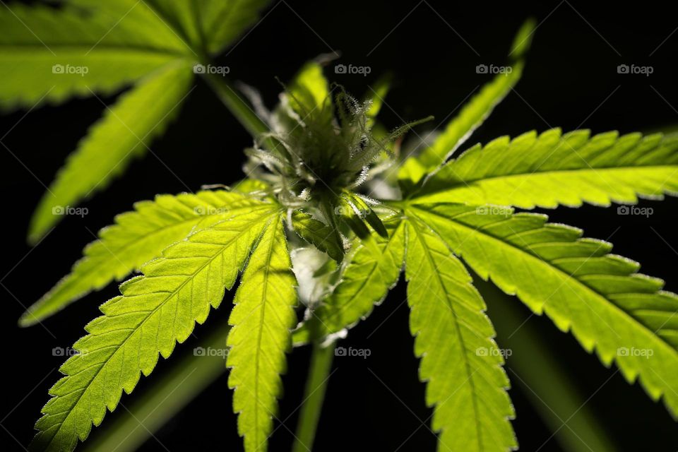 Beautiful Green Cannabis Plant