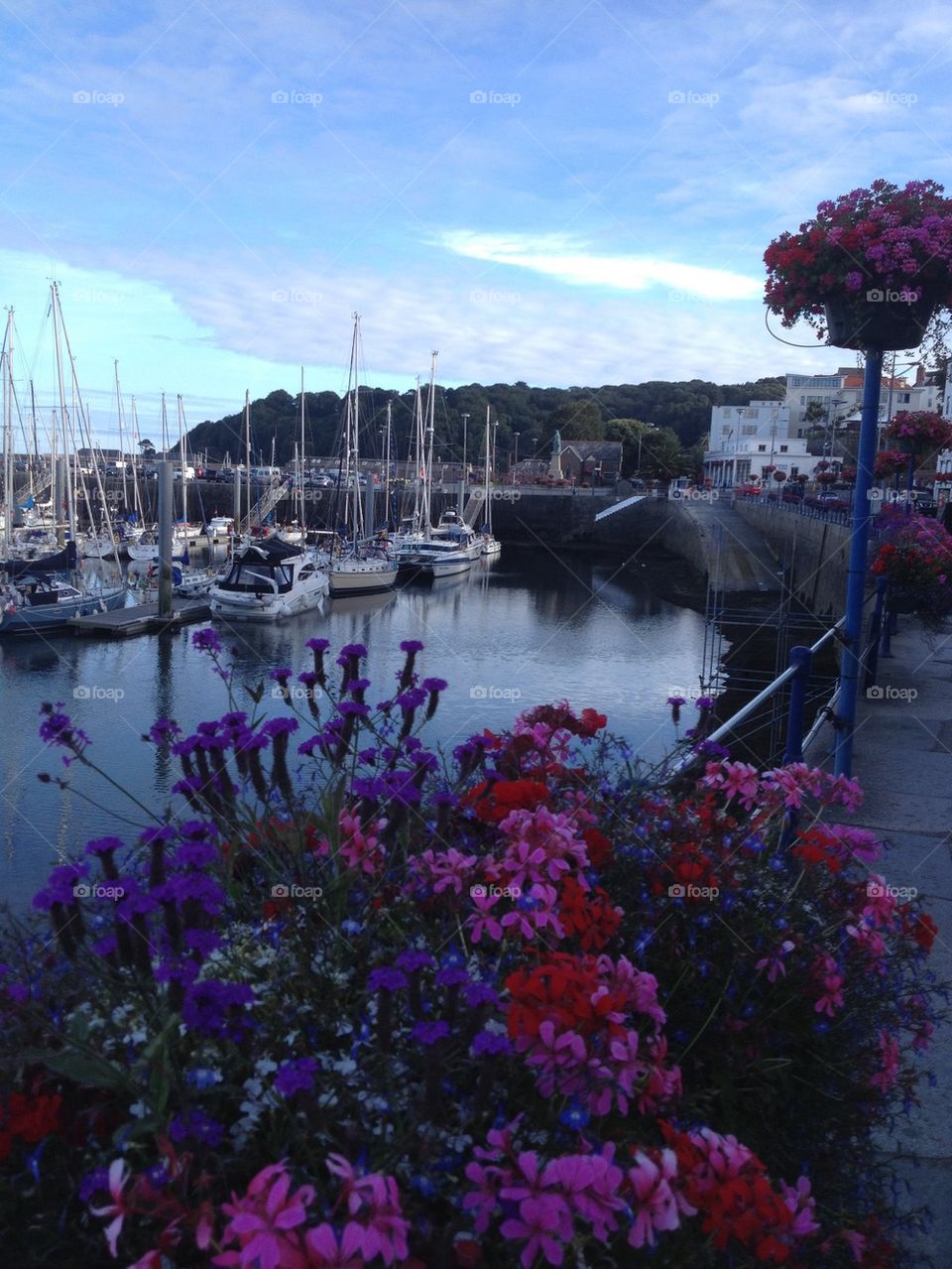 Guernsey Flowers