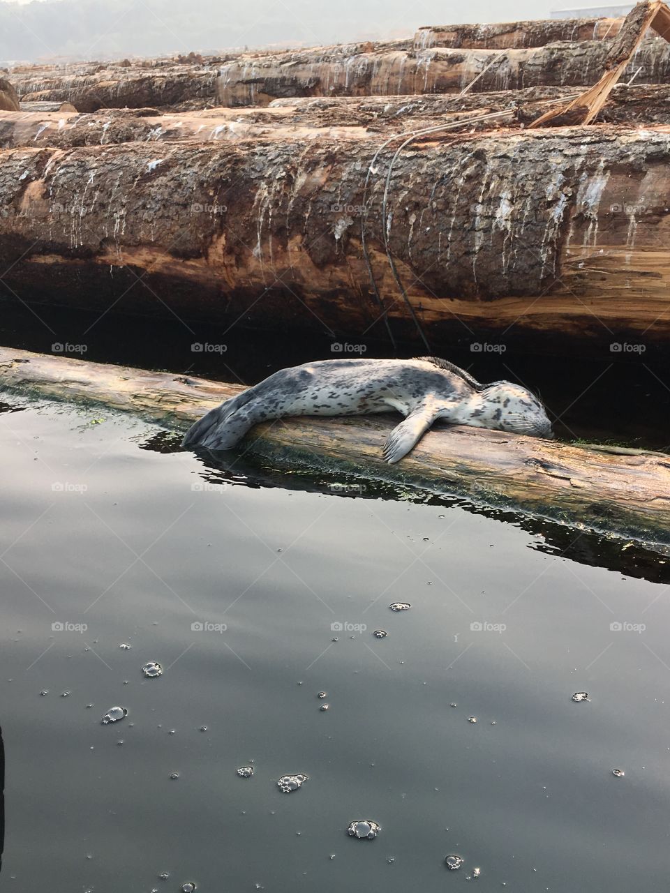This a sleeping baby seal. We found it out kayaking. They don’t get scared of people till they get older!! Don’t worry it is sleeping it swam away soon after the pic.