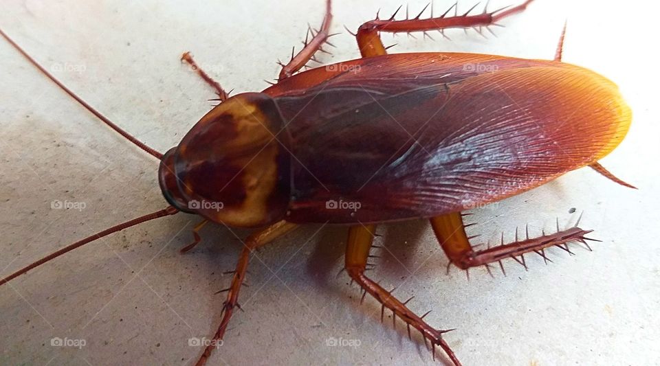 cockroach. animal carrying germs.