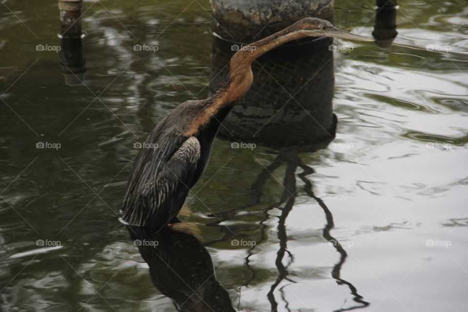 Water, Bird, Pool, Lake, River