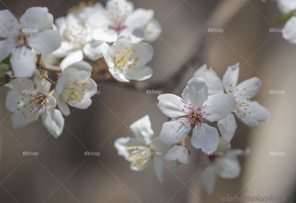 blossom trees, flowers plump