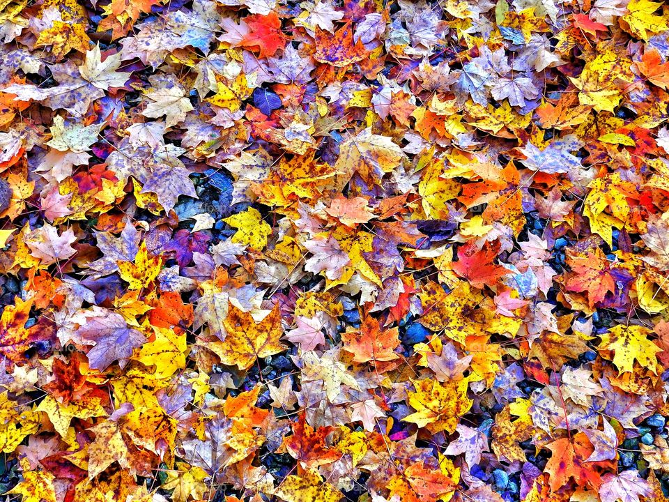 A beautiful fall hike in Indiana on the trail in the forest 