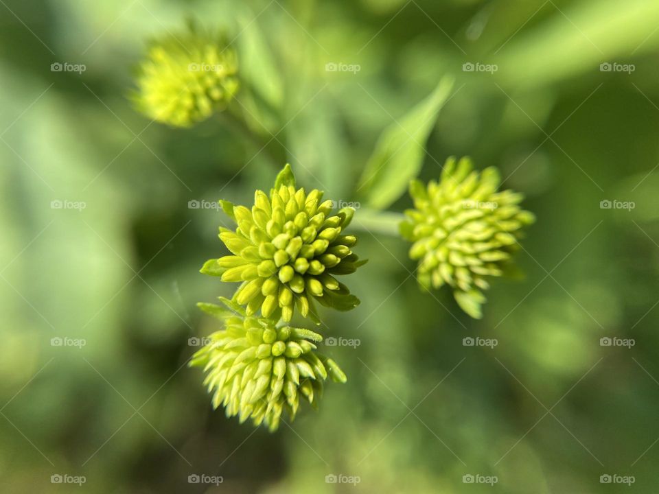 Echinacea buds 