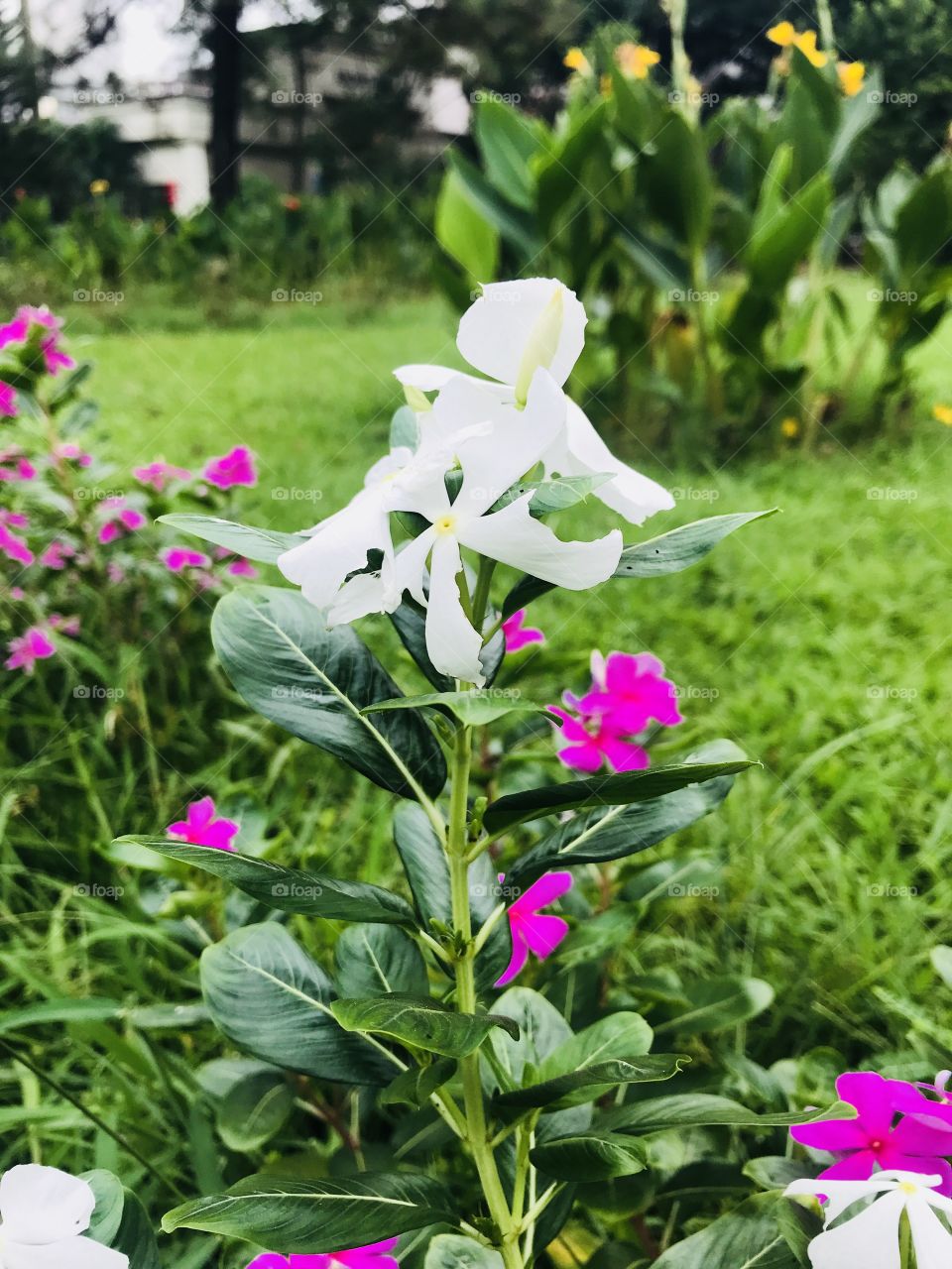 Colourful Flowers !!!! 