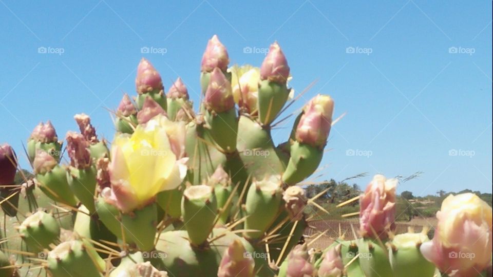 Beautiful cactus