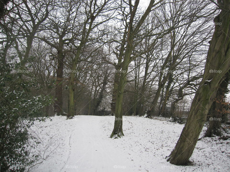 Tree, Landscape, Winter, Wood, Snow