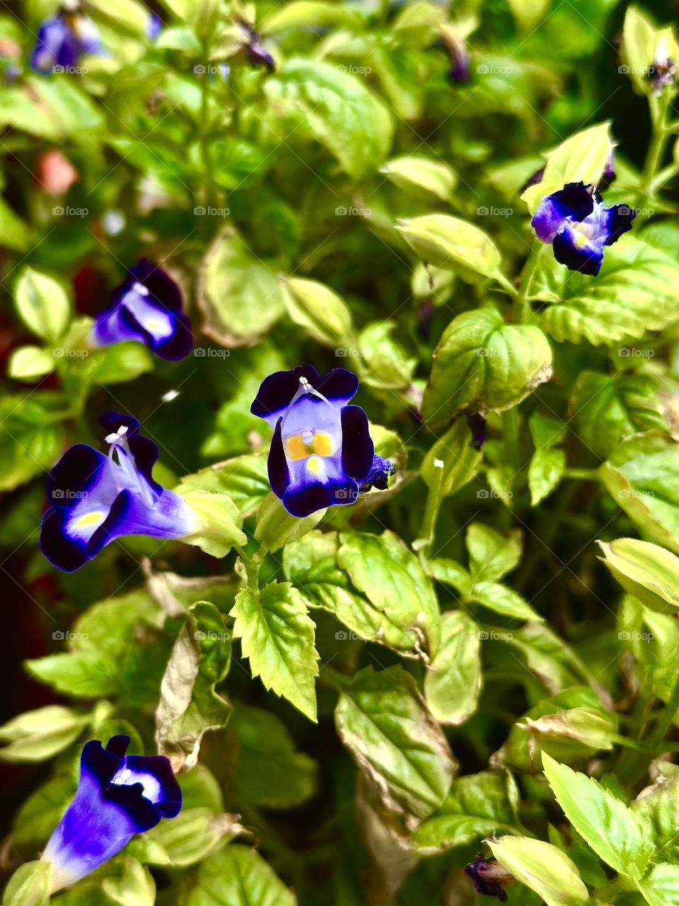 Wishbone Flowers