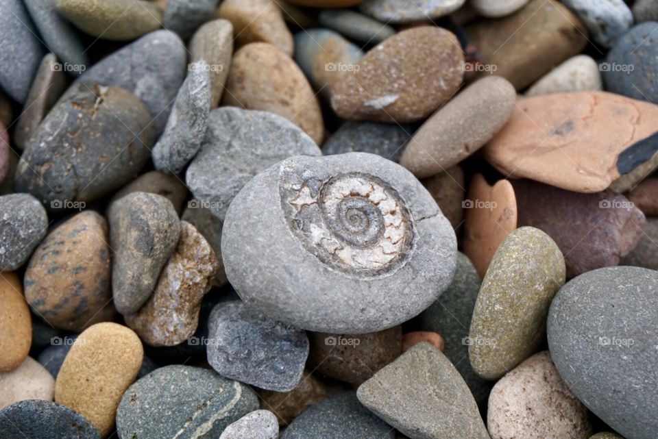 A photo of  a fossil I found on Redcar Beach ... 