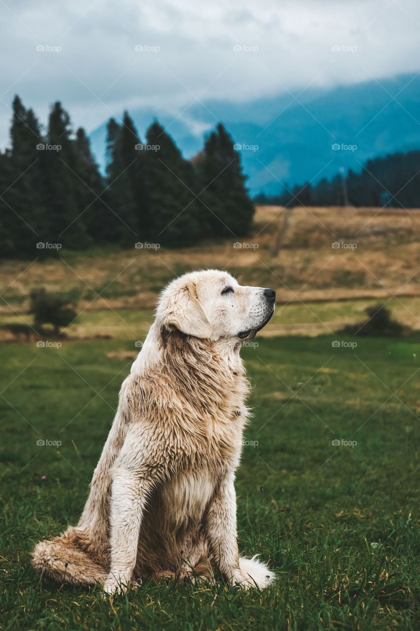 A dog chilling in the mountains