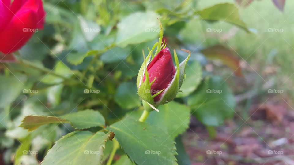 Leaf, Nature, Flower, No Person, Rose