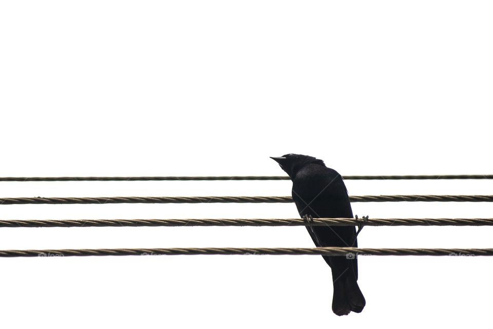 Black bird / pássaro preto 