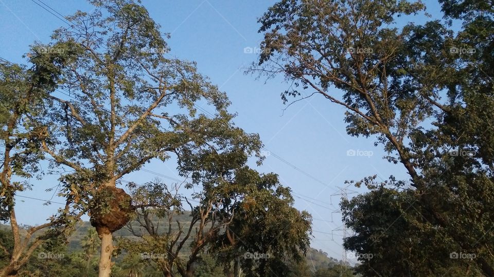 A very beautiful tree in the forest and a lump in the stem with it, which is very beautiful