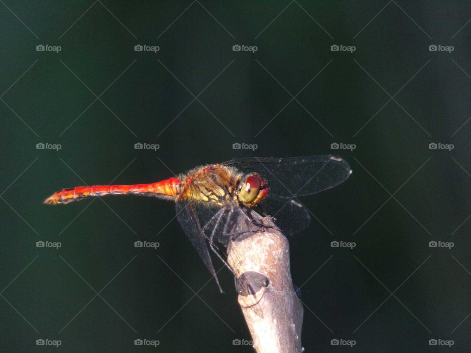 Libelle auf einem Ast