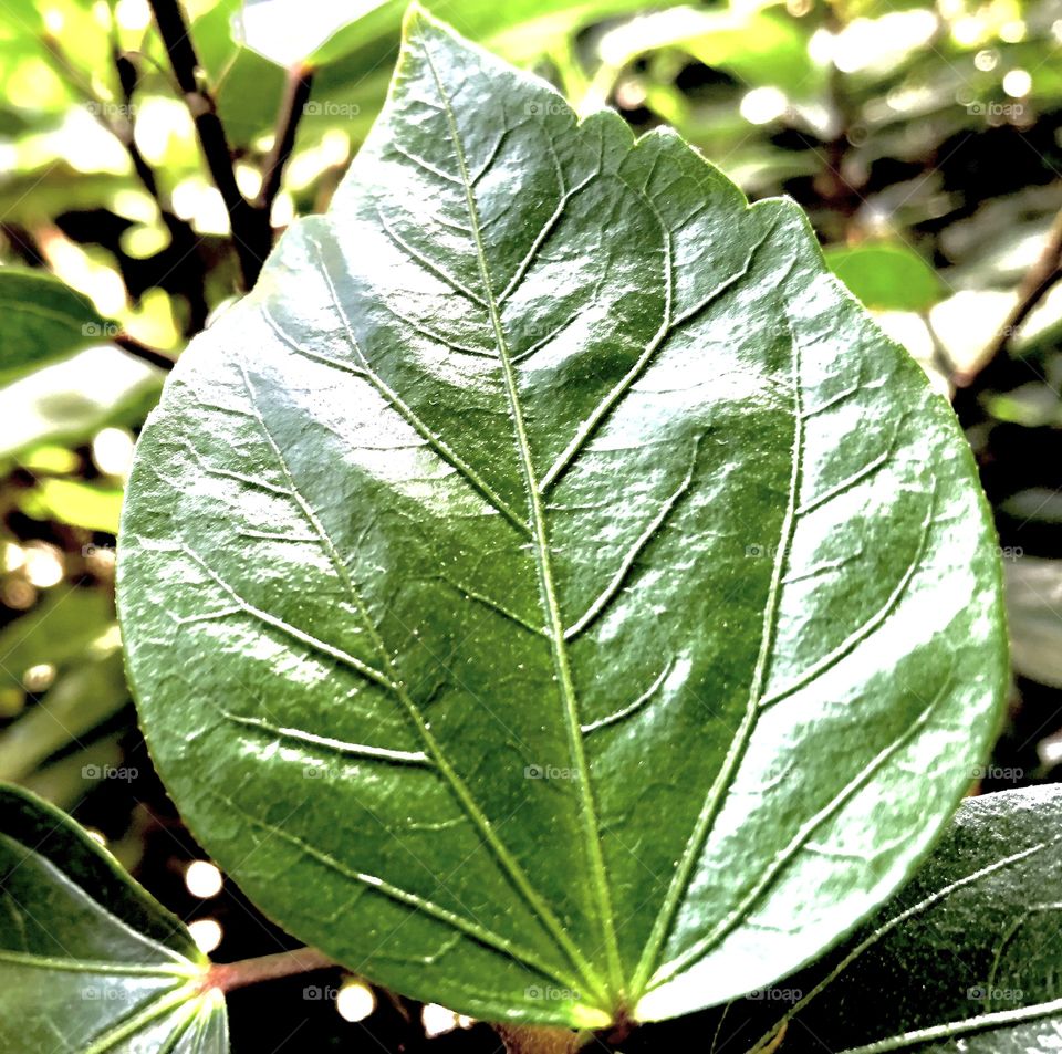 Green leaf