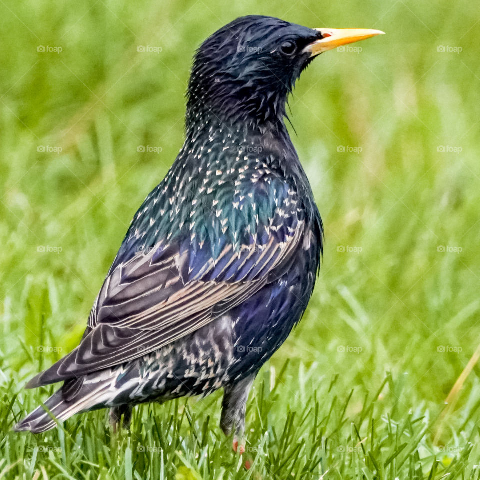 starling