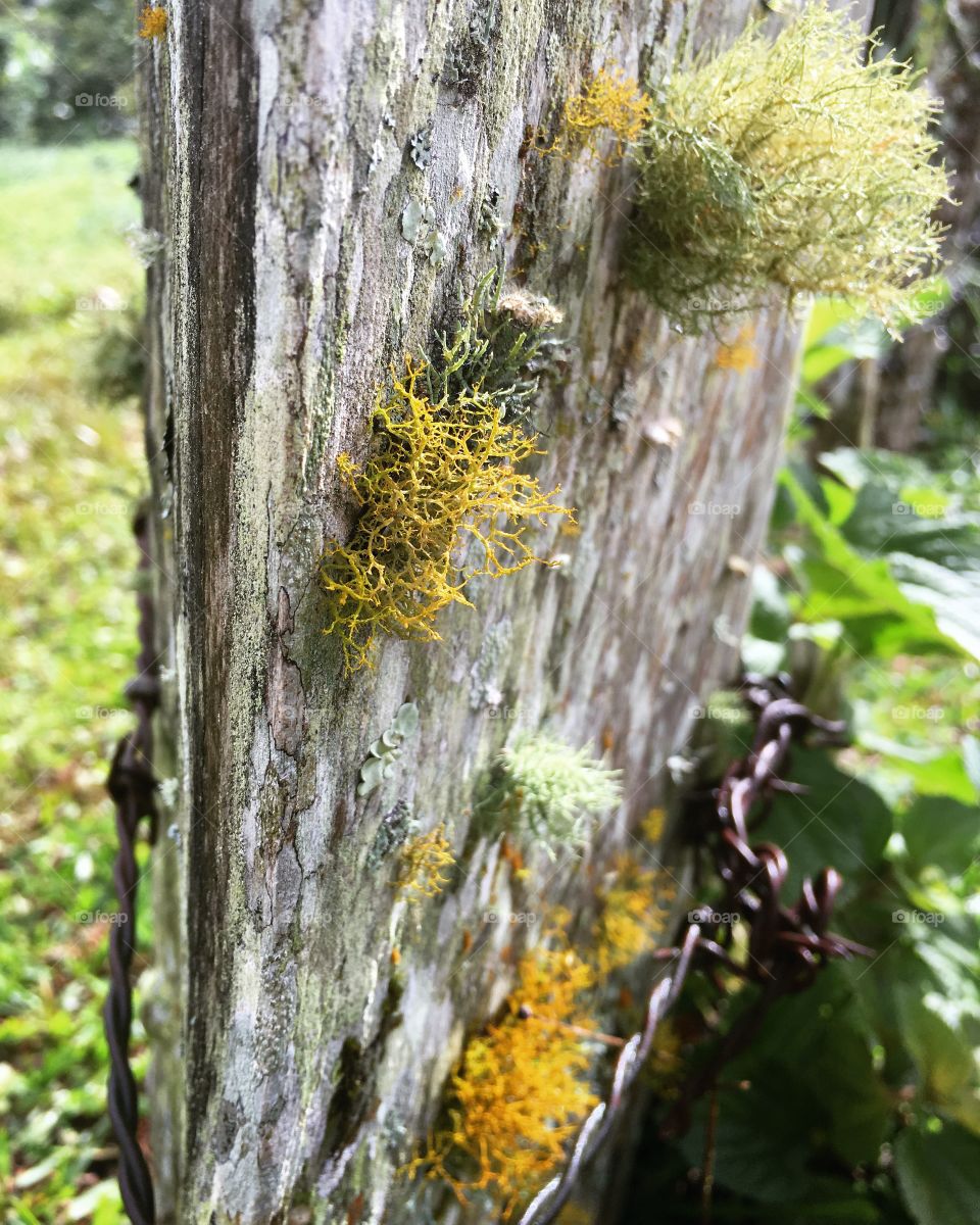 Moss on a post