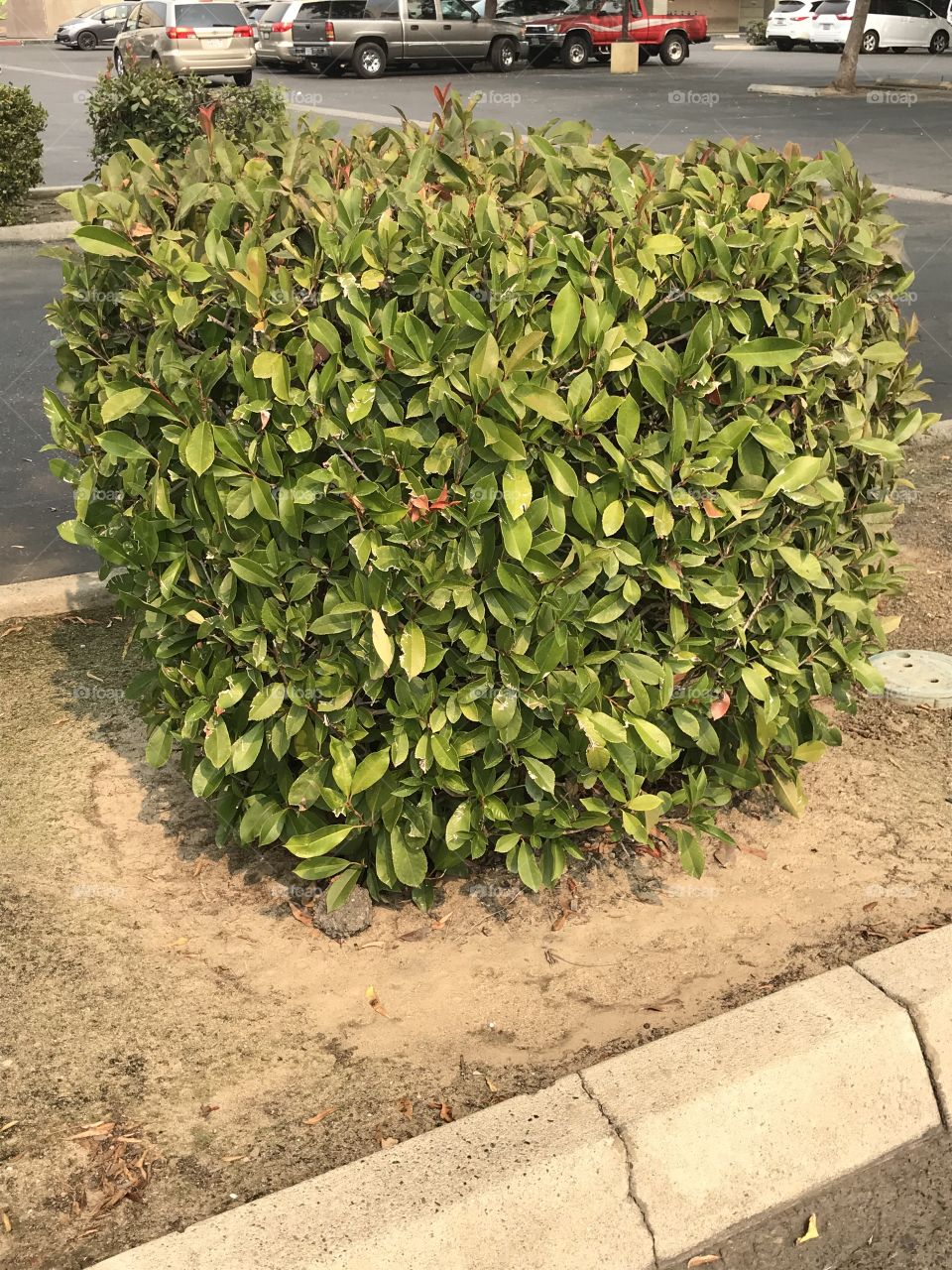 A hedge in the parking lot.