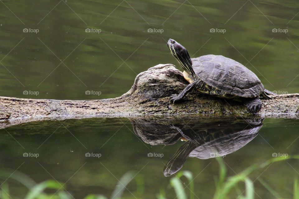 Turtle on log cute outside bloom blossom