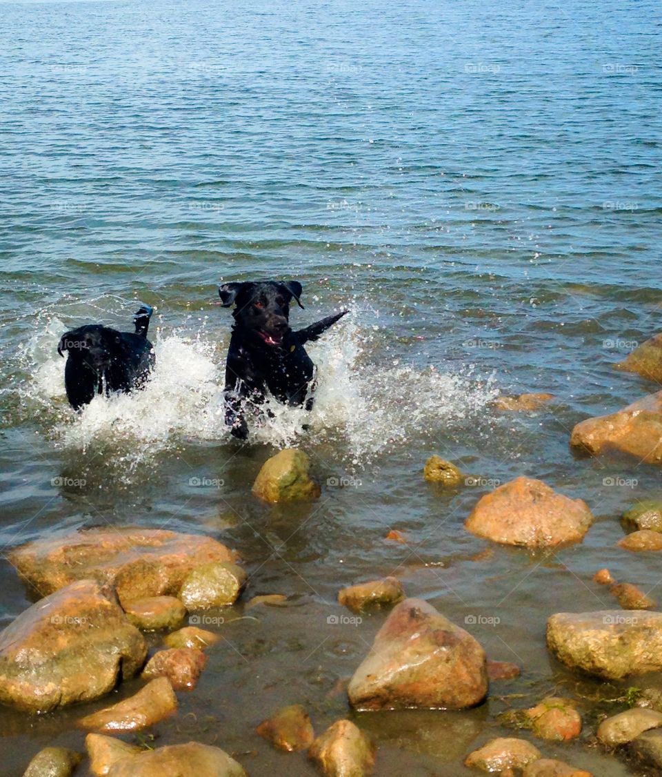 Two dogs playing in water