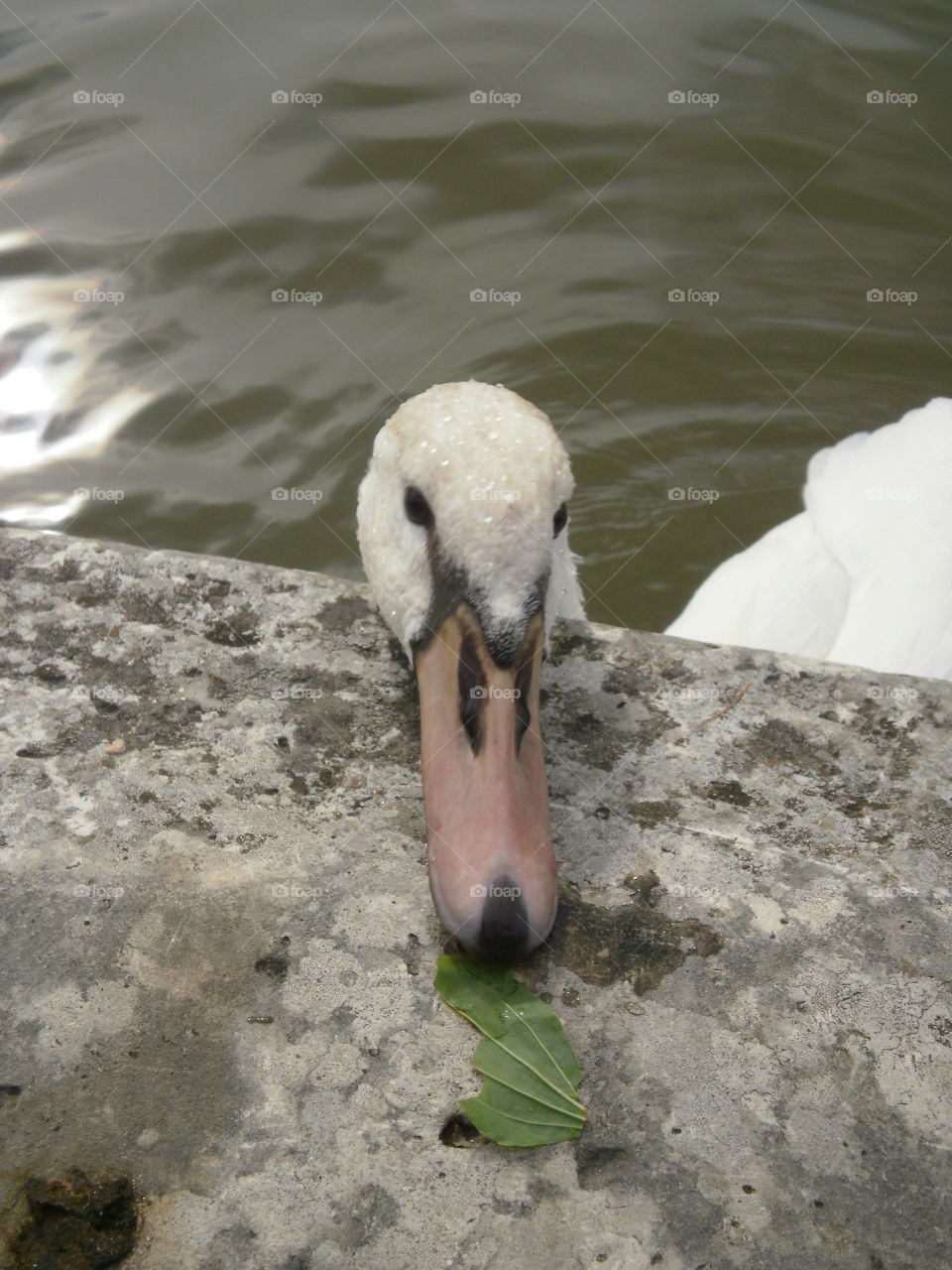 Hungry swan