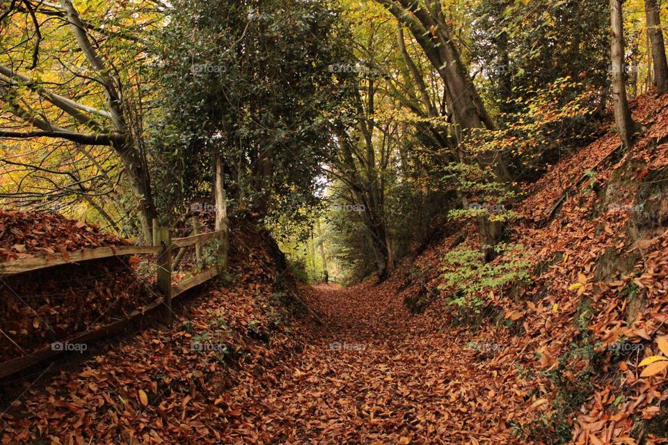 Autumnal trails