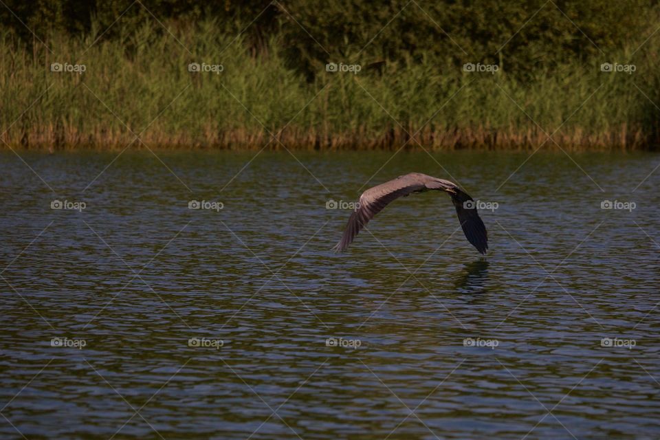 Gray heron flying over lake