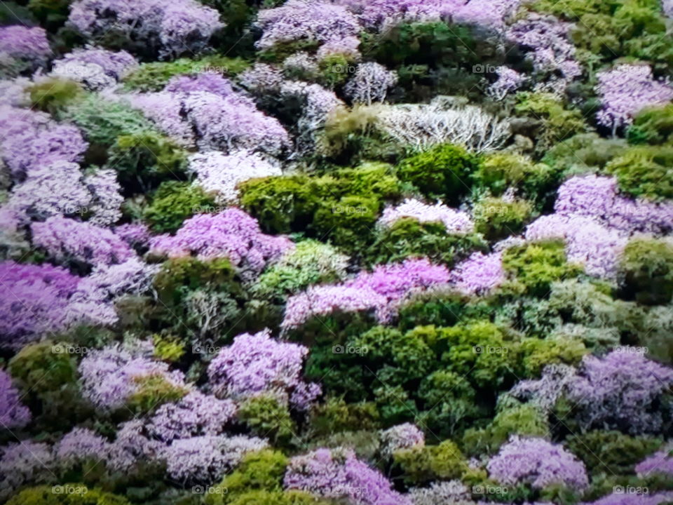 Amazon forest showing nature its strength with beautiful trees and Ipês Roxo in the Brazilian forest