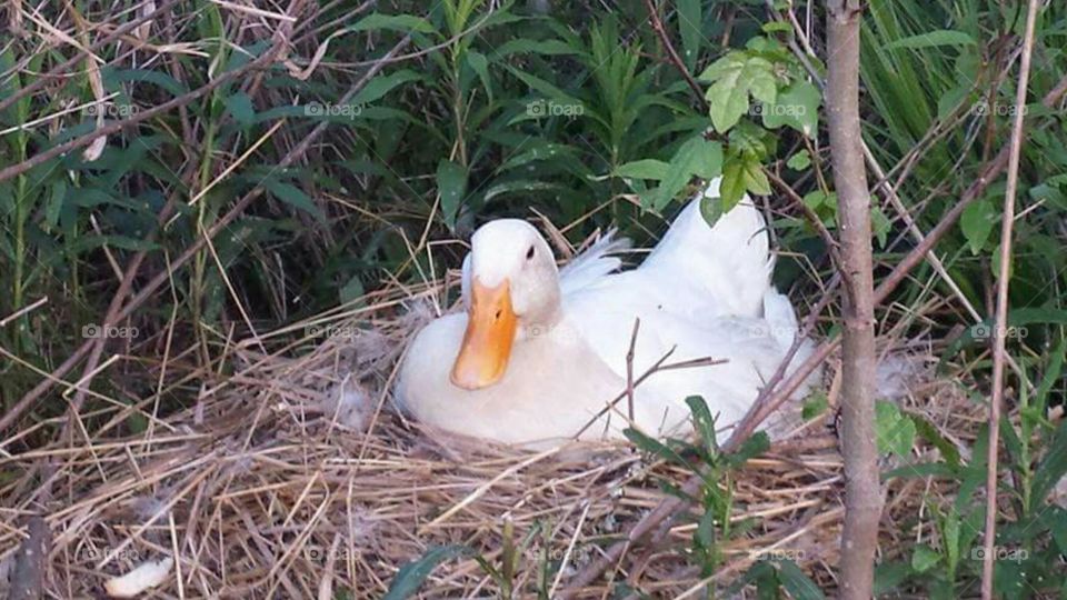 White mother duck sitting on nest of eggs