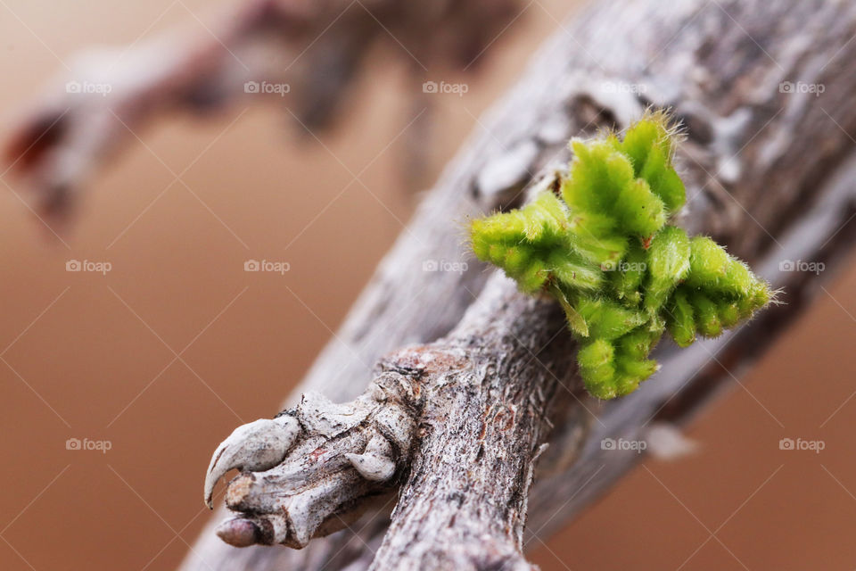 Leaf sprouting from a branch in spring