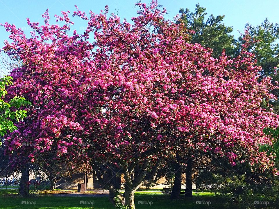 Crabapple Tree