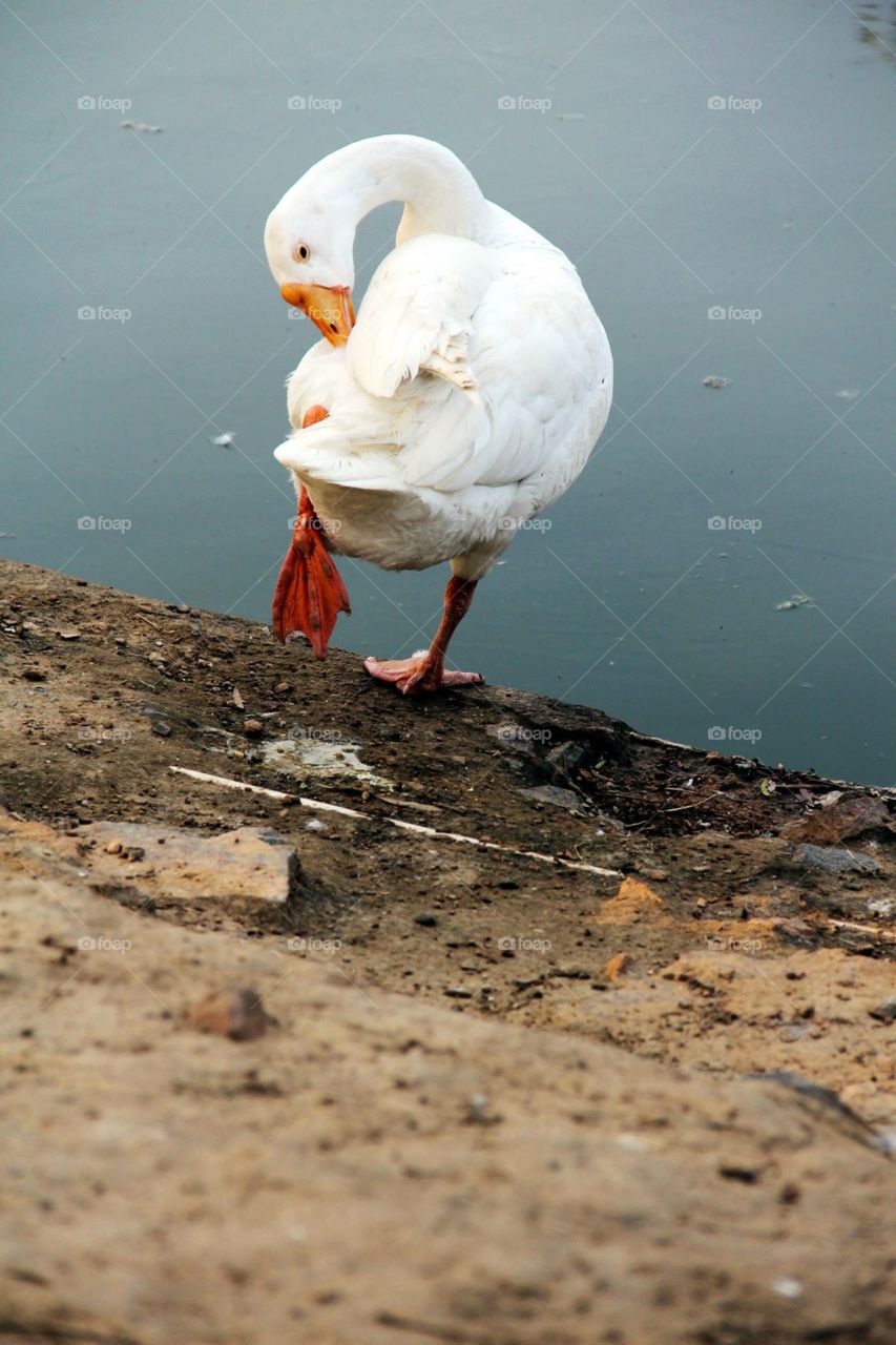 Duck on one leg