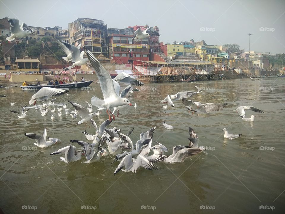 The Siberian birds flapping their wings in the Ghats of VARNASI in the incredible India.