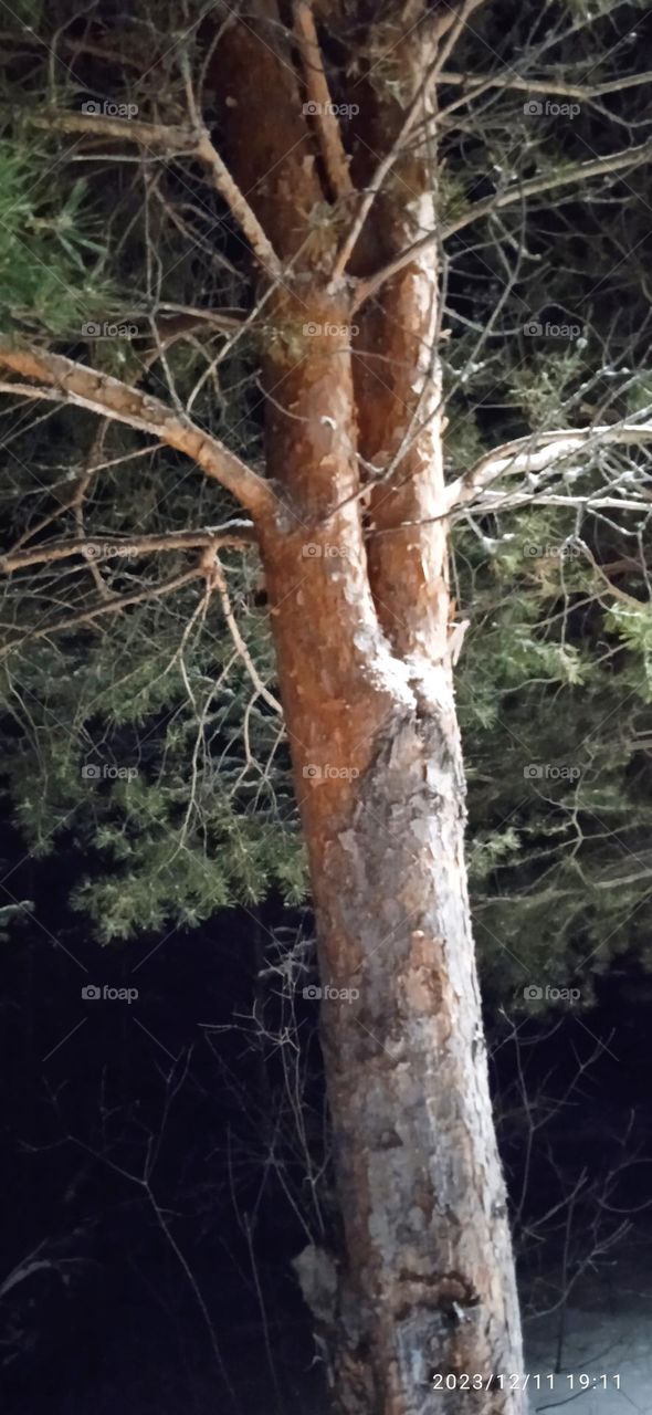 дерево Сосна