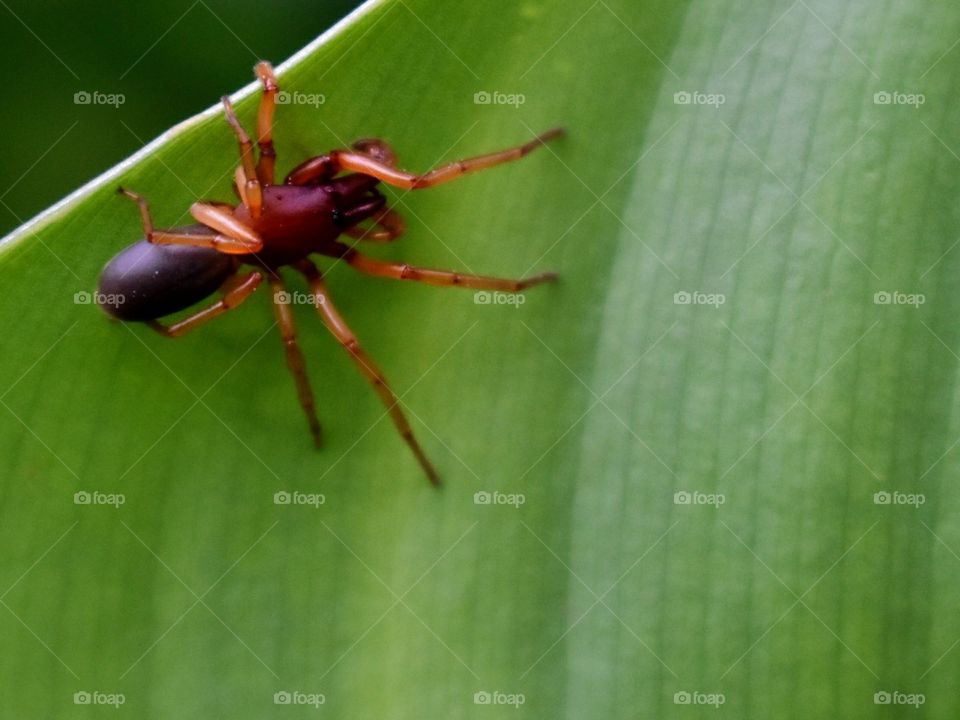 Woodlous spider