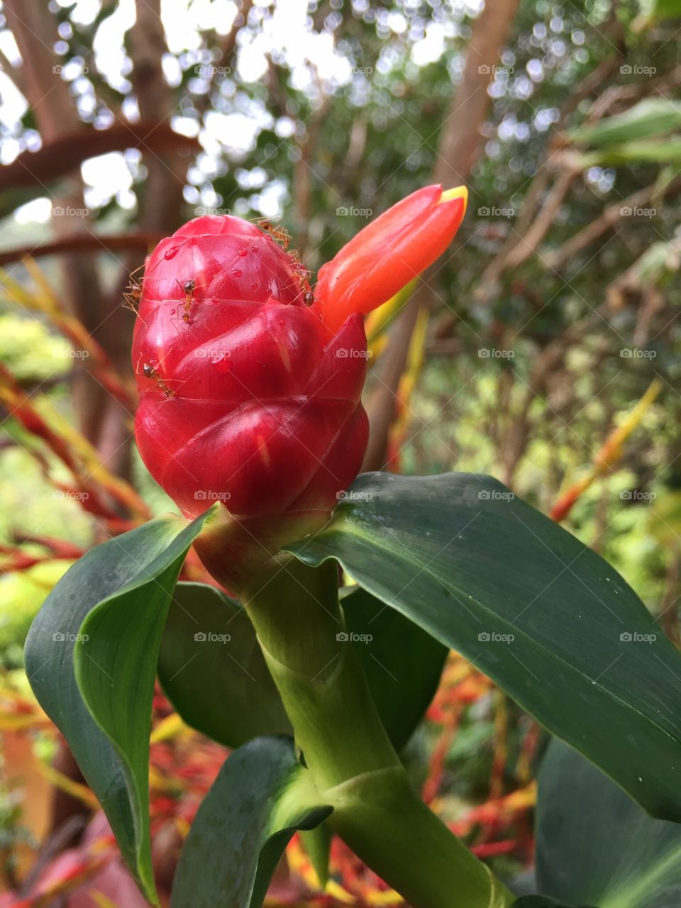 Ants think this fruit is the bees knees