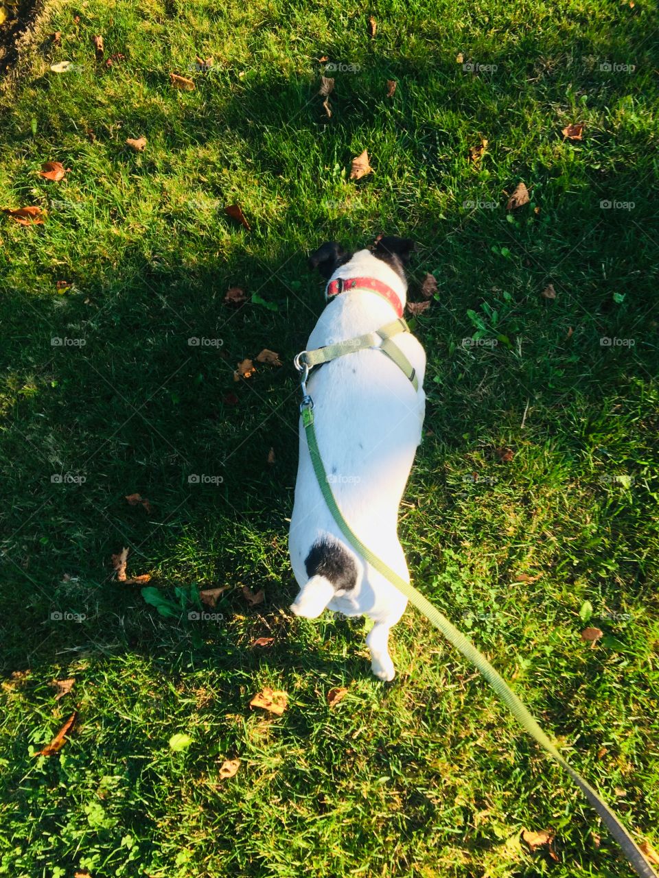  Another day, another walk with Coco