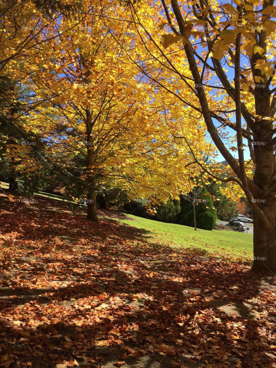 Trees blossom in the spring