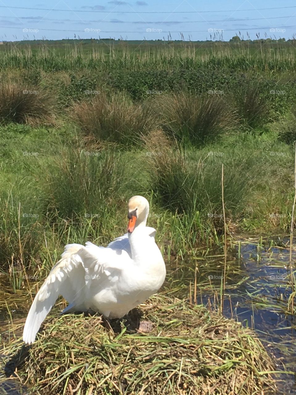 Bird, Nature, Grass, Water, Swan