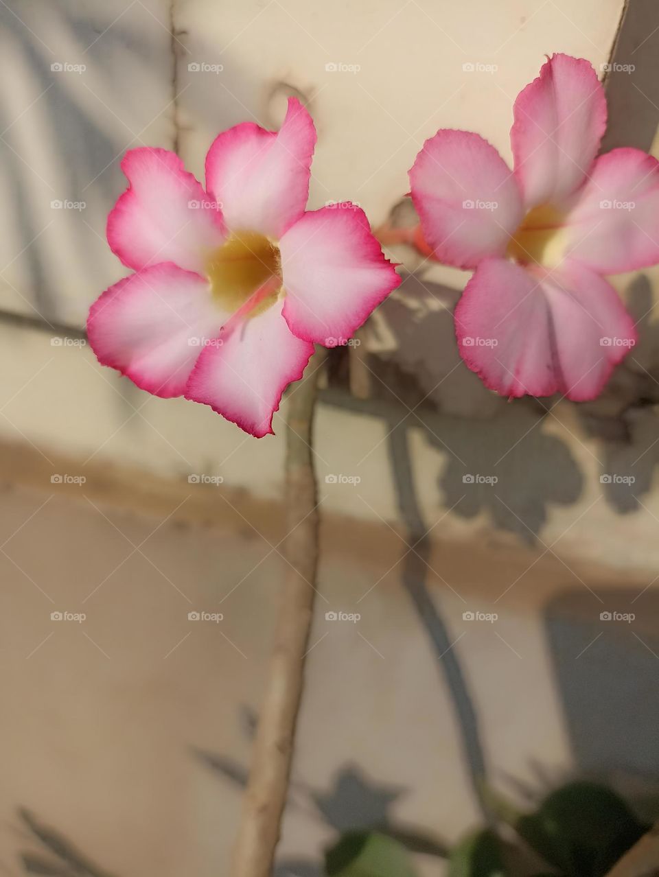 reflectors both are ,sun helping me and my family